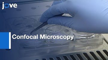 Resident CD8 T Lymphocytes Imaging Using Confocal Microscopy | Protocol Preview