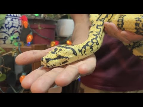 Carpet Pythons | Rare & Beautiful - Episode 30