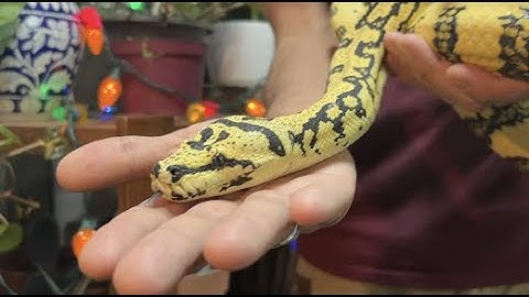 Carpet Pythons | Rare & Beautiful - Episode 30