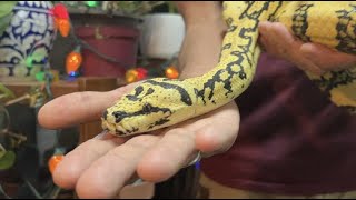 Famous Carpet Pythons | Rare & Beautiful - Episode 30 Wealth