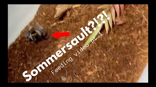 Spider Feeding Compilation - Crazy Takedowns