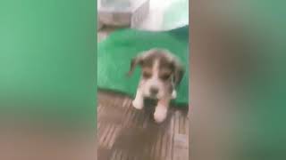 Cute Beagles First Day At Home