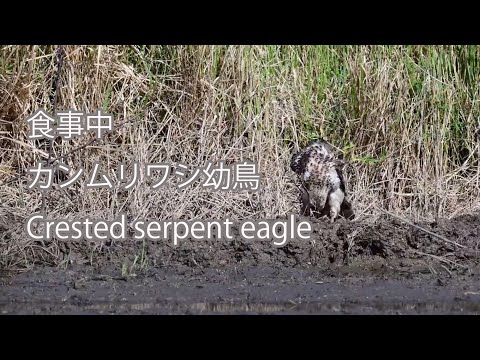 【食事中】カンムリワシ幼鳥 Crested serpent eagle