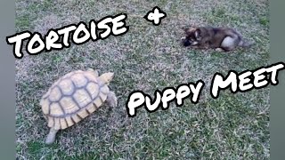 Horace The Tortoise meets Angus A German Shepherd Puppy. Cute Animals Bond!