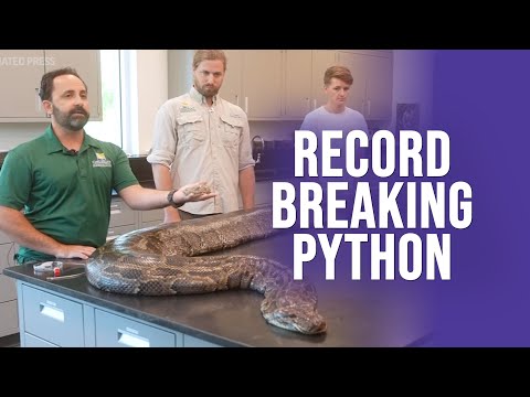 Record breaking Python found in the Florida Everglades