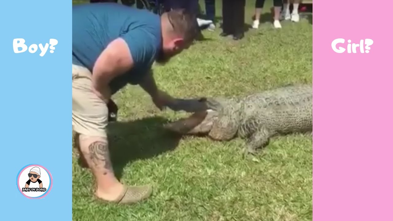 Alligator gender reveal party