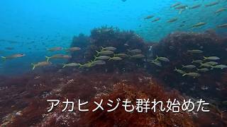 アカヒメジも群れ始めた 館山 西川名 202608l【4K】