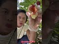 BUAH TIN MASAK POHON || SEMANIS MADU #panenbuahbuahan