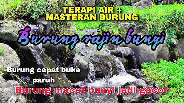 Semua Jenis Burung Cepat Buka Paruh, Suara air untuk terapi burung, suara hutan liar, Alam bebas