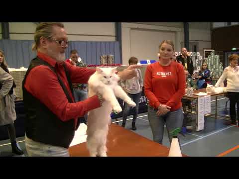 Video: Hoe Gaat De Kattenshow?