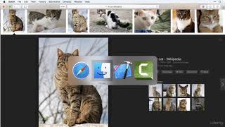 ios 11 Developer Course Tutorial - Your First App Cat Years PArt 8