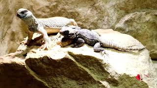 Oman-Dornschwanzagame und Schwarzer Hardun im Zoo-Aquarium Berlin