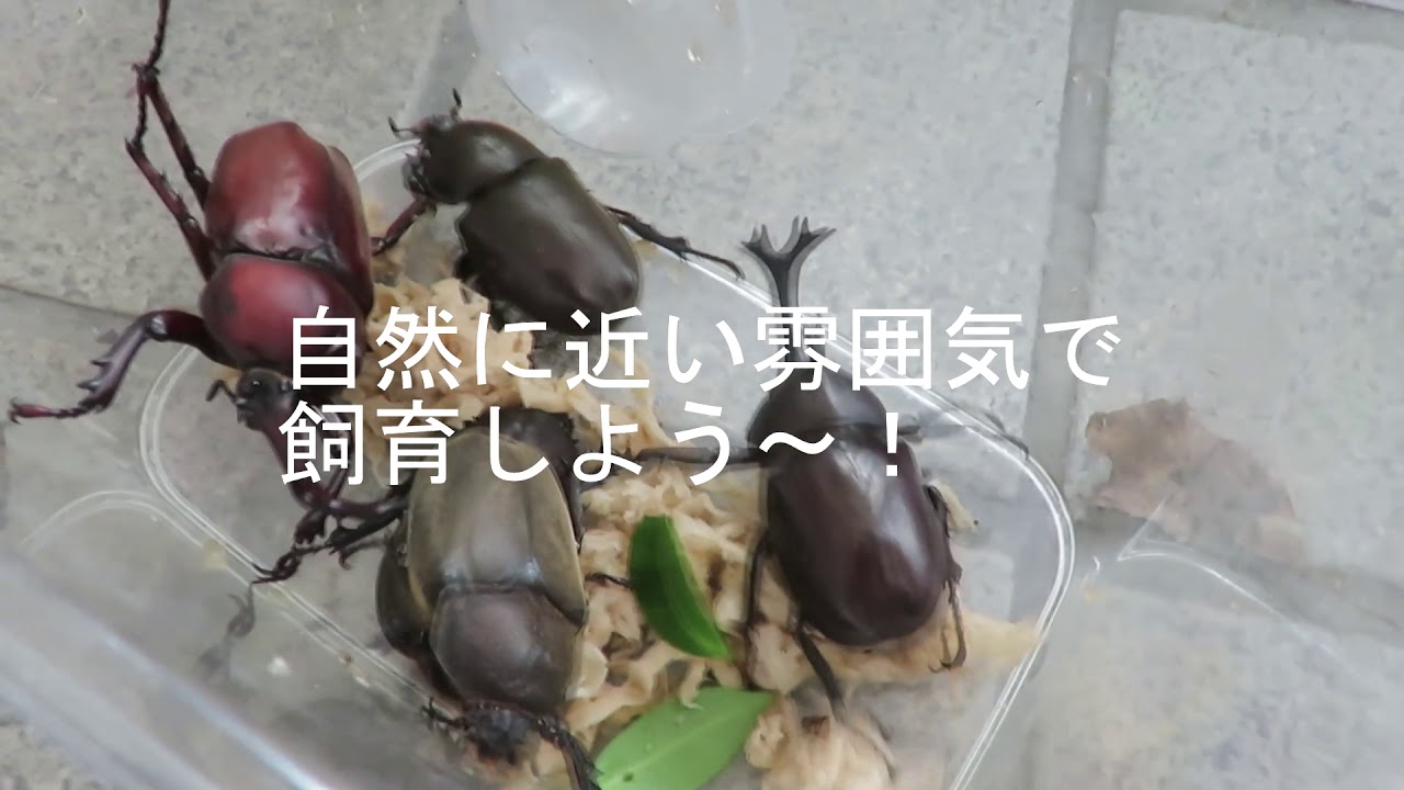 昆虫達 のブログ記事一覧 2ページ目 環境ボランティア いげのやま美化クラブ