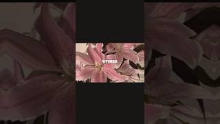 трек: PHONKY KING, MEMEPEDIAS- CHEREMSHA FUNK #липсинк #тренды #music #звук #музыка #мем #подпишись