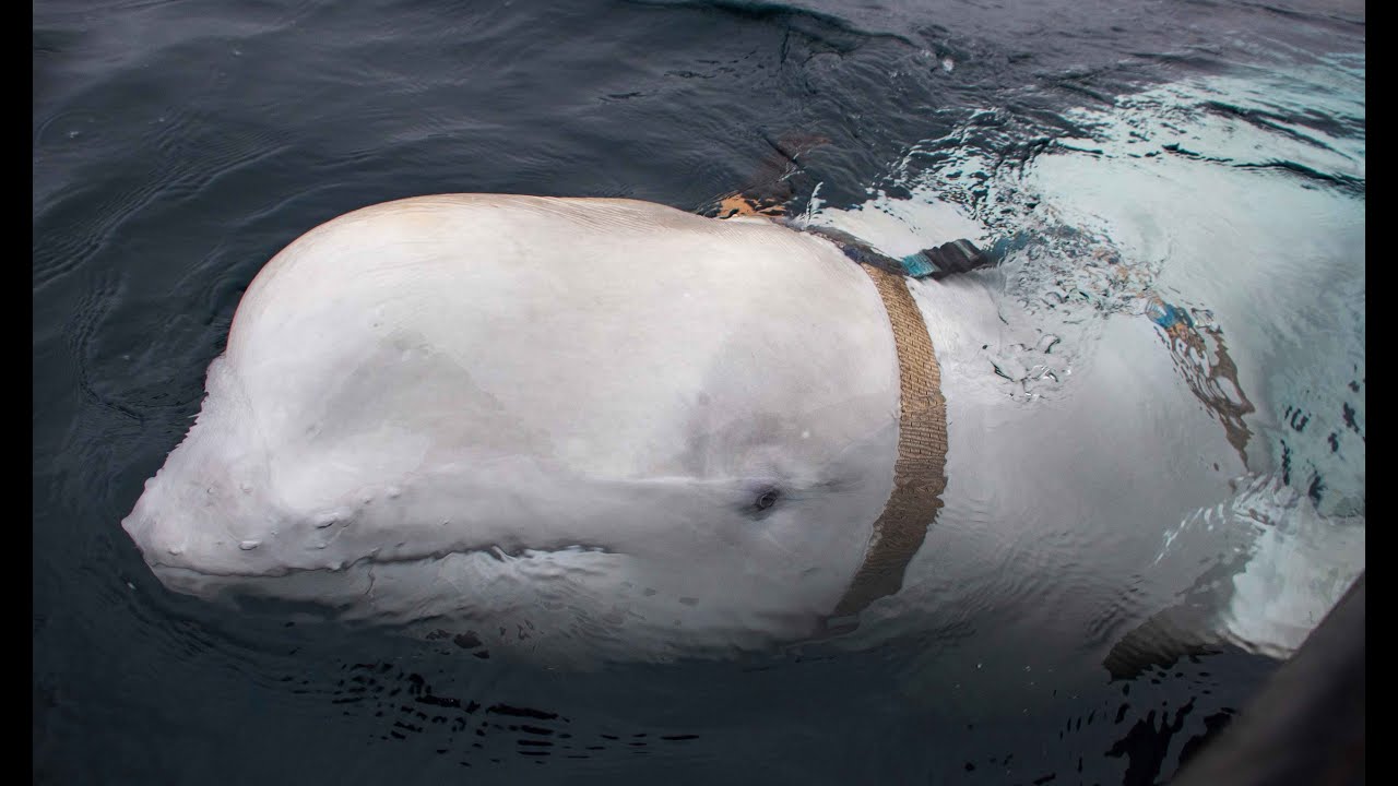 ABGERICHTETER BELUGAWAL: Norweger spekulieren über russisches Militärprogramm