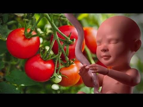 فيديو: هل يجب أن تأكل المرأة الحامل الطماطم؟