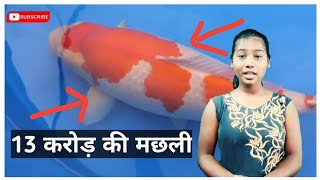 Why are koi fish so expensive|Rethink Our World |