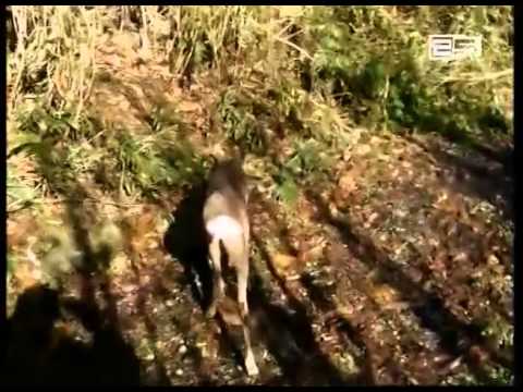 სოფელ ლეღვაში ნაპოვნი შველი მტირალას ეროვნულ პარკში გაუშვეს