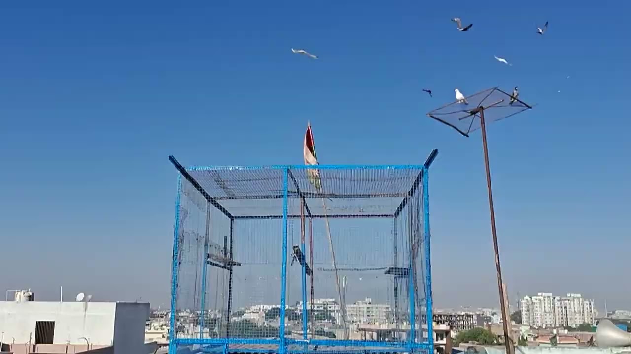 Day1 आज  हमारे सारे  कबूतर  उड़ना ##kabootar #subscribe #minivlog 