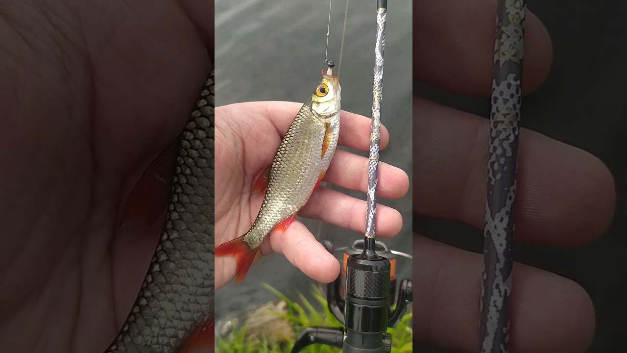 ОПЯТЬ ОНА! Рыбалка на ультралайт на мормышинг. Красноперка и Black Adder Nano