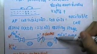 ormBio ver2 : Nervous System Episode 03