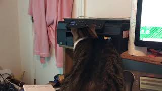 Crazy Cat Attacks Paper as it’s Printed