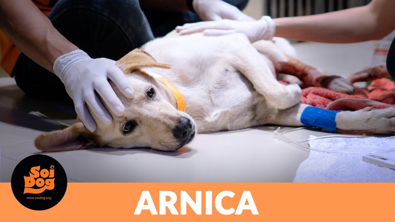 arnica and dogs