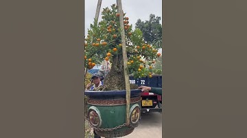 Quất Cần Thăng bay cao sau Tết 2025 quả vẫn đẹp rực rỡ vườn cảnh bonsai đầy tính nghệ thuật