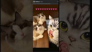 Blackpink Insta story update 2020-09-17 (Lisa, Jennie)