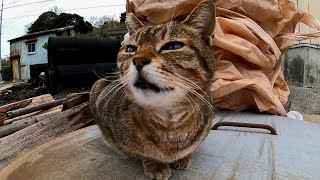 道端に野良猫がいたのでナデナデしてたら遠くから文句言ってくる猫が現れて険悪な雰囲気に