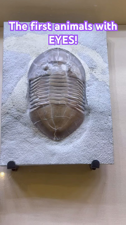 The FIRST Animal with EYES !!! / EaT Daily 04 #trilobite #first #paleontology #geology #fossil