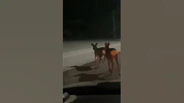 Видели оленей в памперсах?