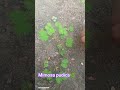 🌿🌱🎶#oru murai iru murai 🎶#tamilsong#music💗#mimosapudica#plant#shortvideo#naturetouch❤️#thotachinegi
