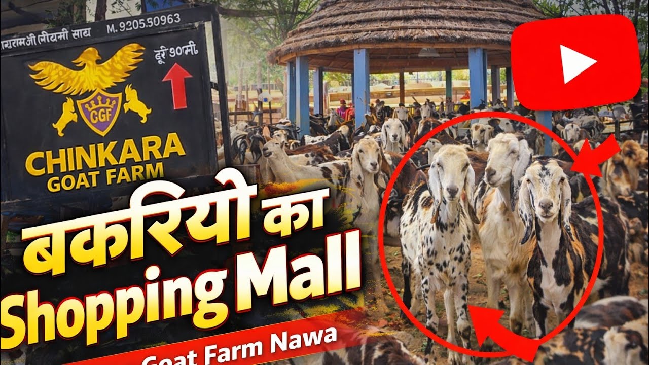 बकरियों का शॉपिंग मॉल चिंकारा गोट फार्म नावा नागौर mob[9205360962