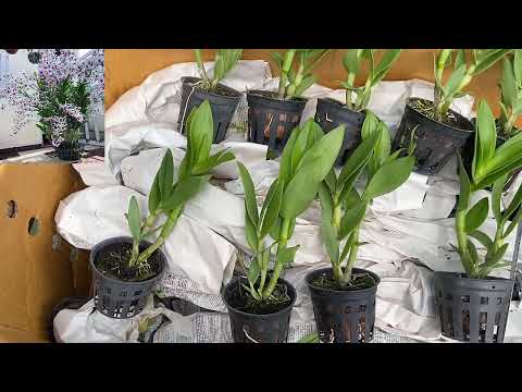 Video Bán Lan Dendro Nắng Bà Liễu Xưa Giá Rẻ 5 Cây Bao Ship... - youtube