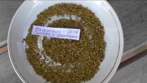 Опыт выращивания замечательного растения пажитника, извлекаю семена.