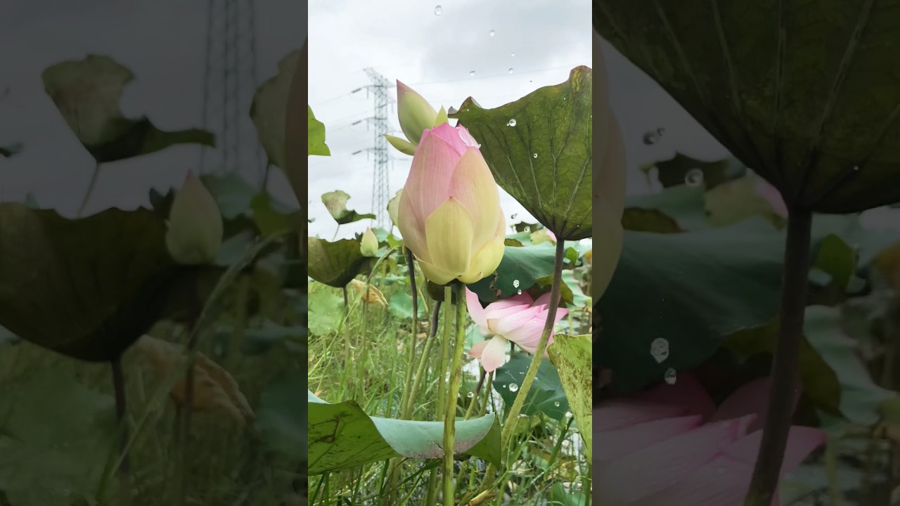 Soft rain sound for relaxing 🌧️ 