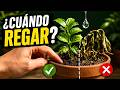 ¿CADA CUANTO HAY QUE REGAR?