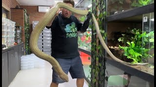 My Deadly Snakes Get A Bath!!!