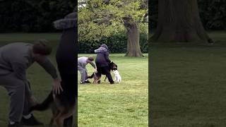 Big dog attacks small dog, see how a man rescued the small dog from been killed #dogs Profile