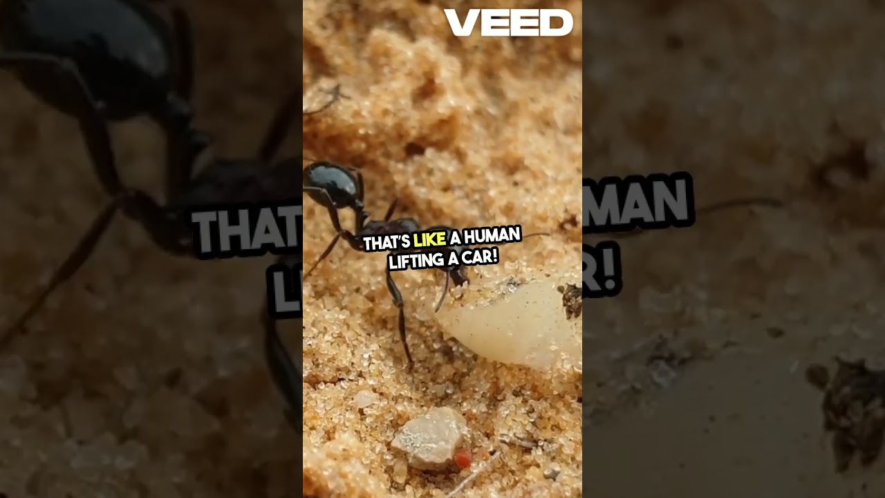 🤯 Ants: Pain, Power & BILLIONS in Damage?!