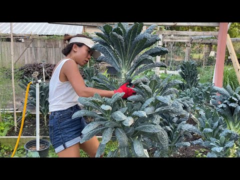 Video: My Kale Has Gone To Seed: Thu thập hạt giống từ cây cải xoăn đã đâm chồi