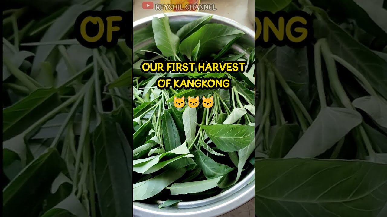 Gardening & Harvesting leafy vegetables 🌱 in the garden