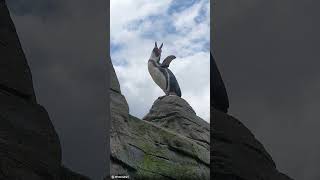 Humboldt-Pinguin