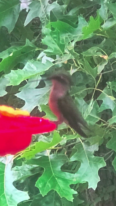 #ruby throated #hummingbird up close#birds #youtubeshorts