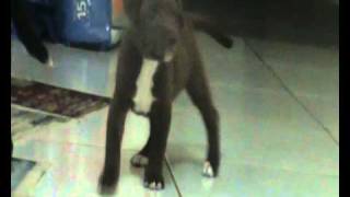 Staffbull X Pit Bull Fnatic Bulls Kennel