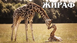 Giraffe: "Uncle Styopa" of the animal world | Interesting facts about giraffes