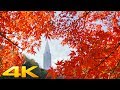 I FANTASTICI COLORI DELL'AUTUNNO A TOKYO - SHINJUKU GYOEN