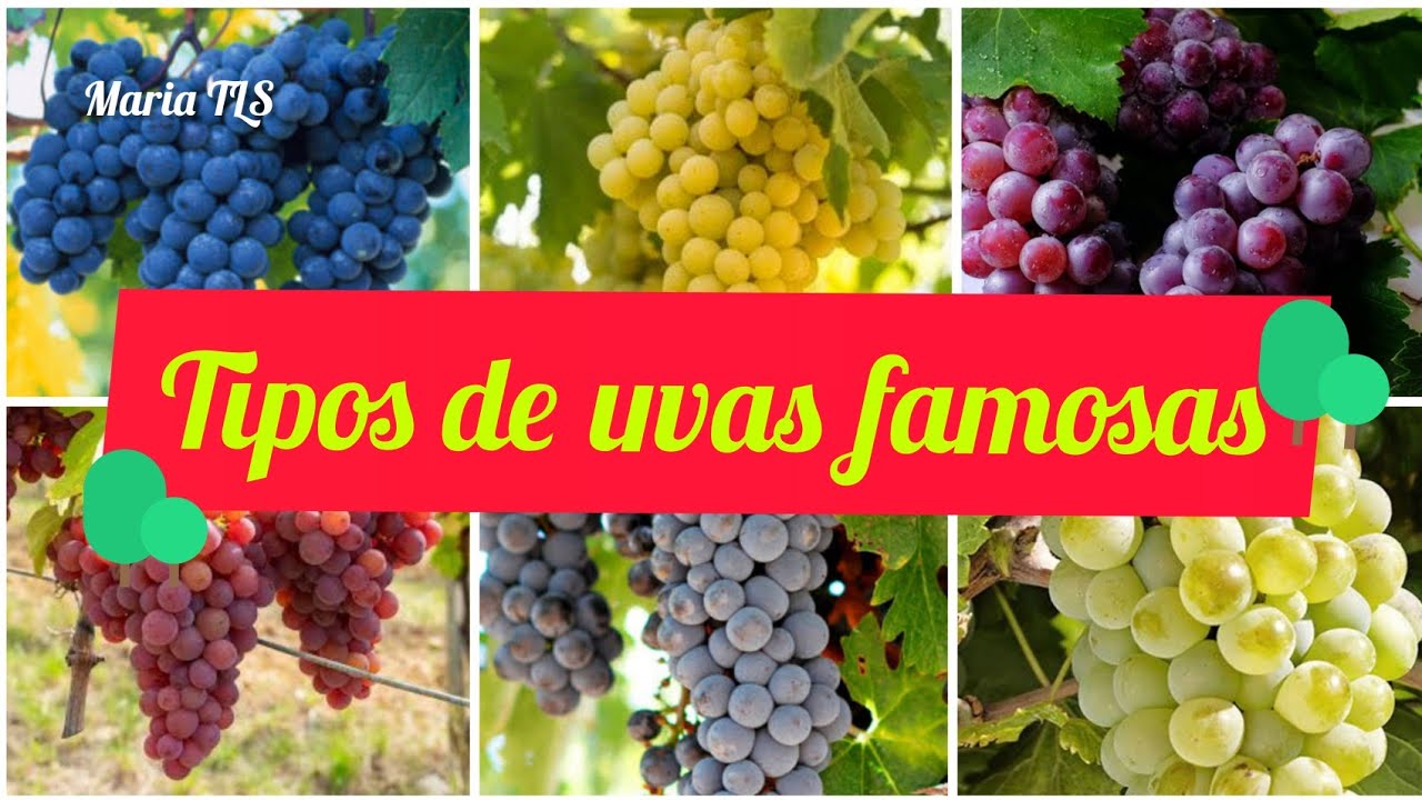 Conheça+30 nomes tipos de uvas famosas na produção de vinhos\(*;*)/