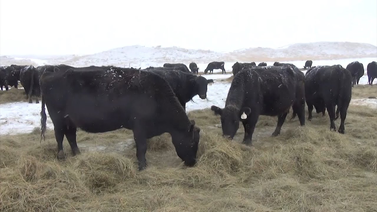 Get Ready Because First Arctic Blast of 2024 Headed Our Way - YouTube